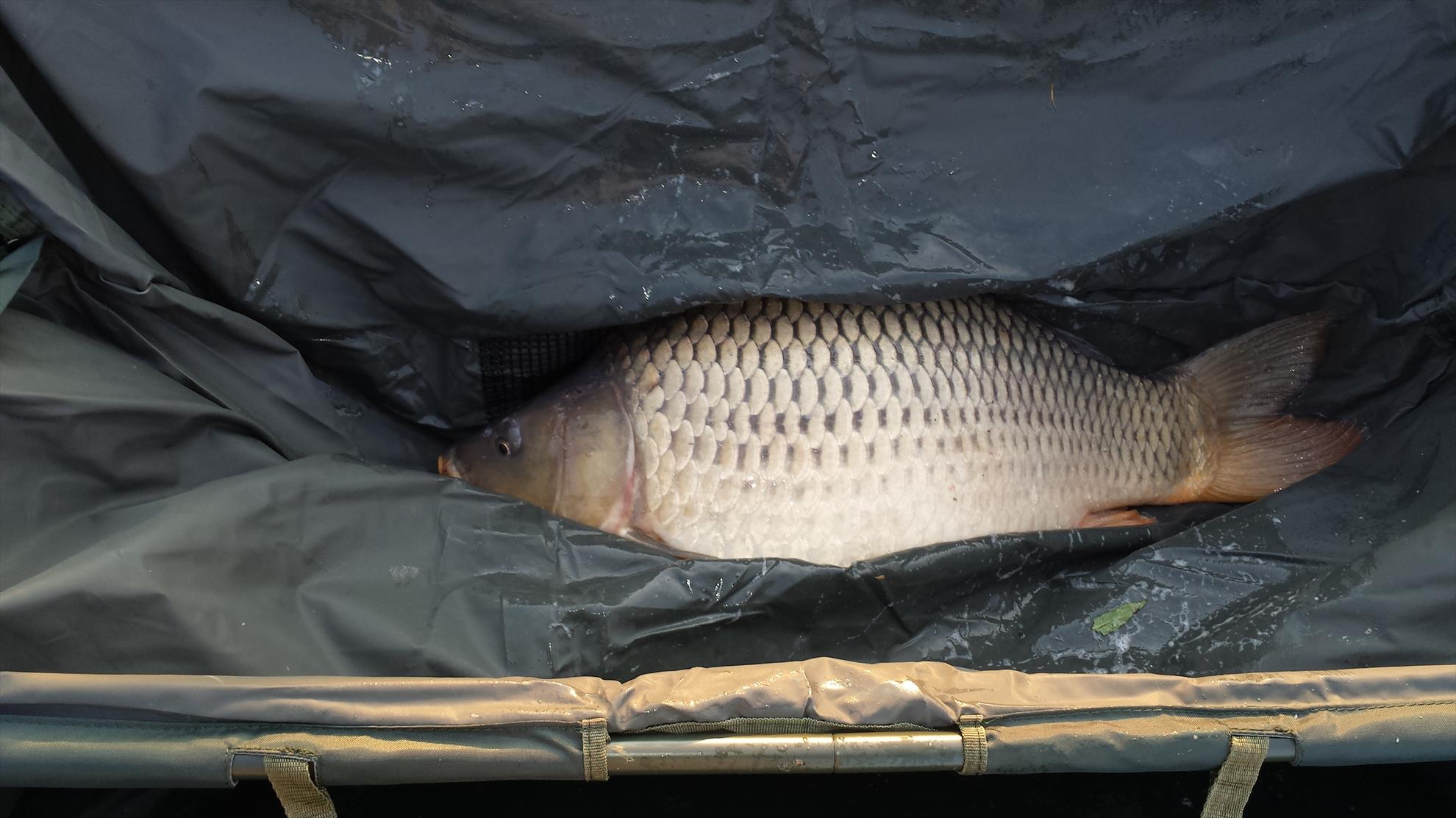 Moara Vlasiei 2 28 - 29 august 2015 - 20150829070903.jpg